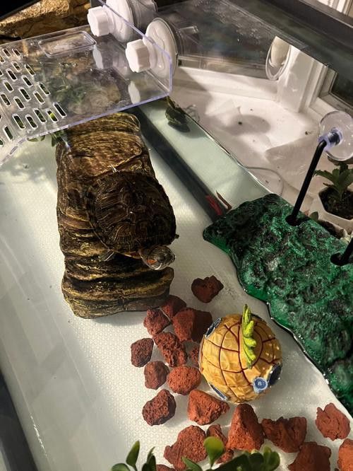 金魚和銀龍魚能混養嗎圖片