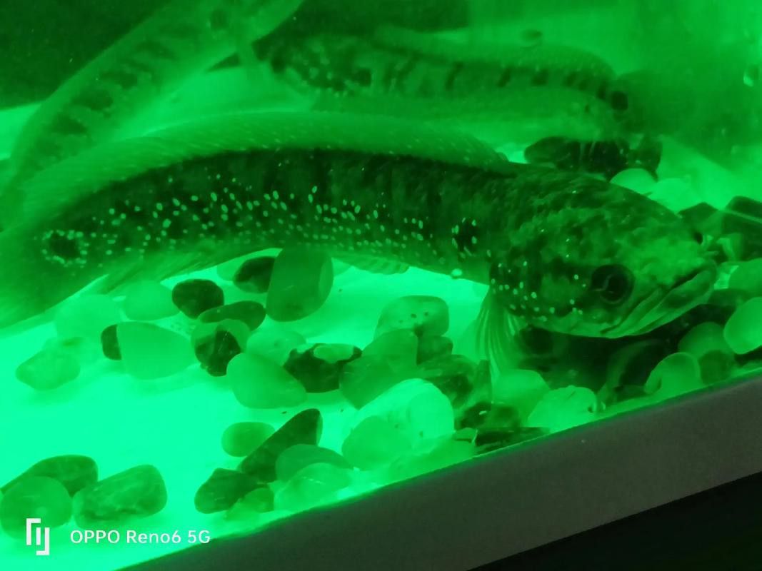 金魚和銀龍魚能混養嗎圖片