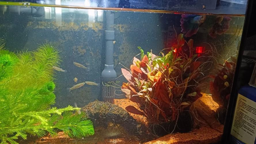 金魚和銀龍魚能混養嗎圖片