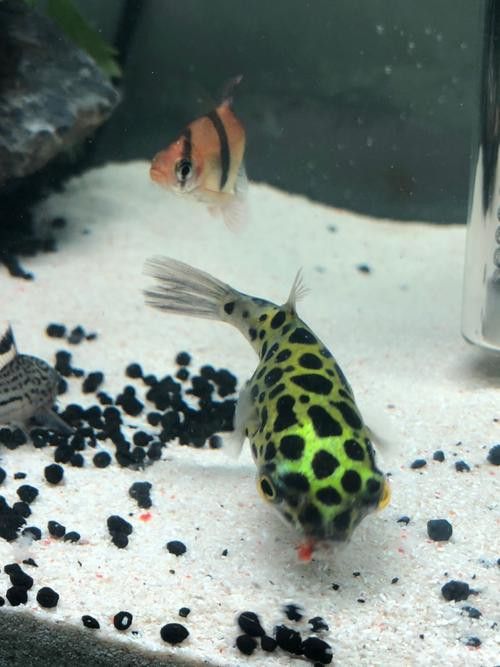 金魚和銀龍魚能混養嗎圖片