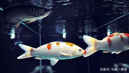 龍魚和清道夫魚是否可以混養？：龍魚可以和清道夫魚混養嗎