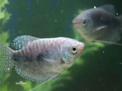 龍魚和清道夫魚是否可以混養？：龍魚可以和清道夫魚混養嗎