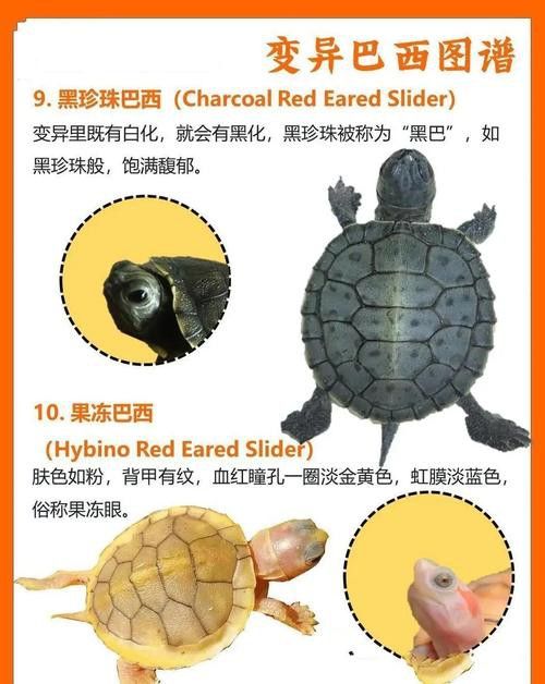 好看的雷龍魚圖片