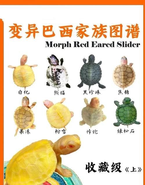 好看的雷龍魚圖片