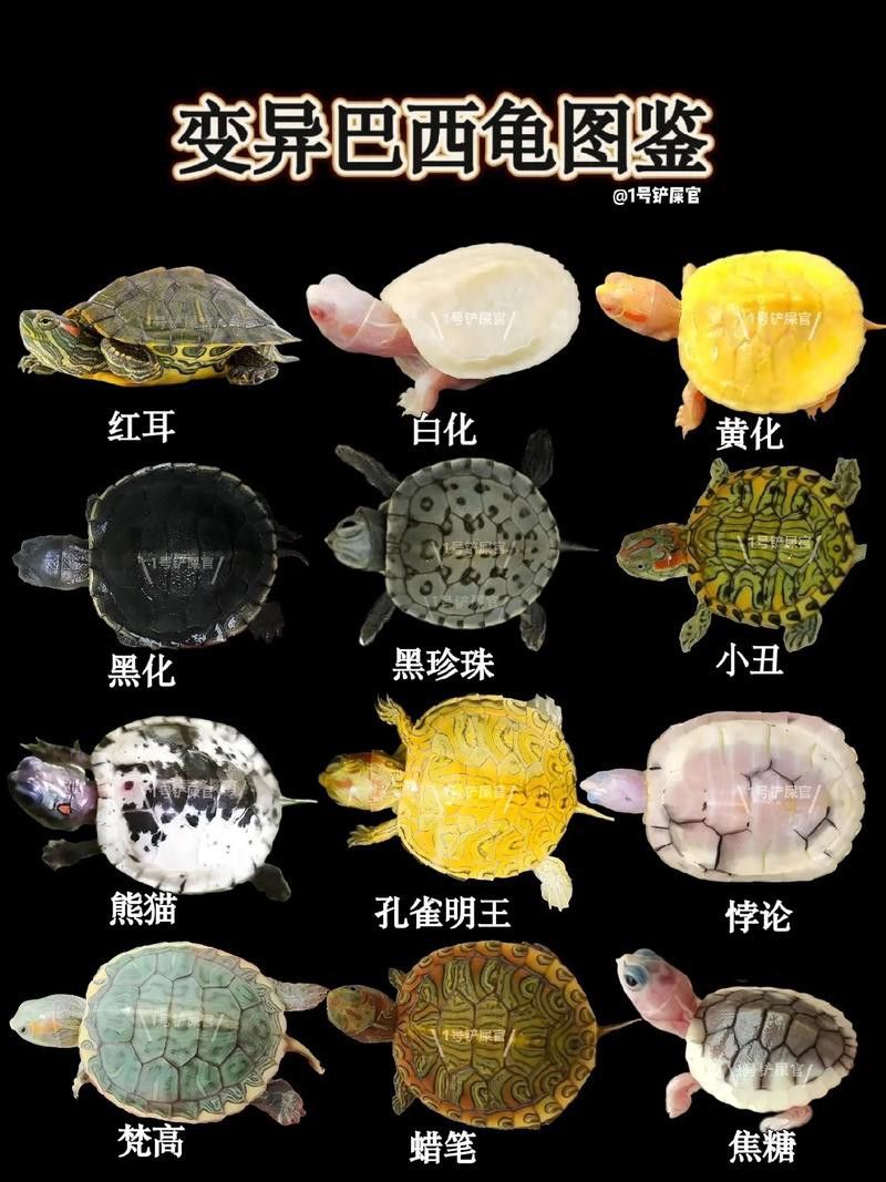 好看的雷龍魚圖片