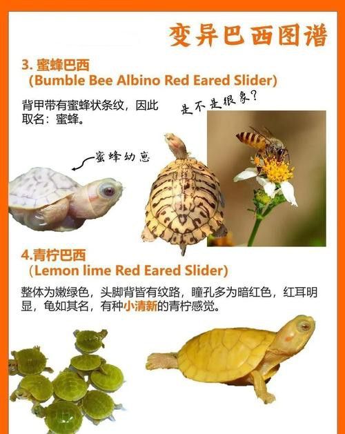 好看的雷龍魚圖片