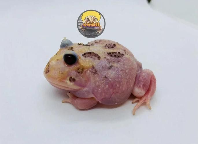 好看的雷龍魚圖片