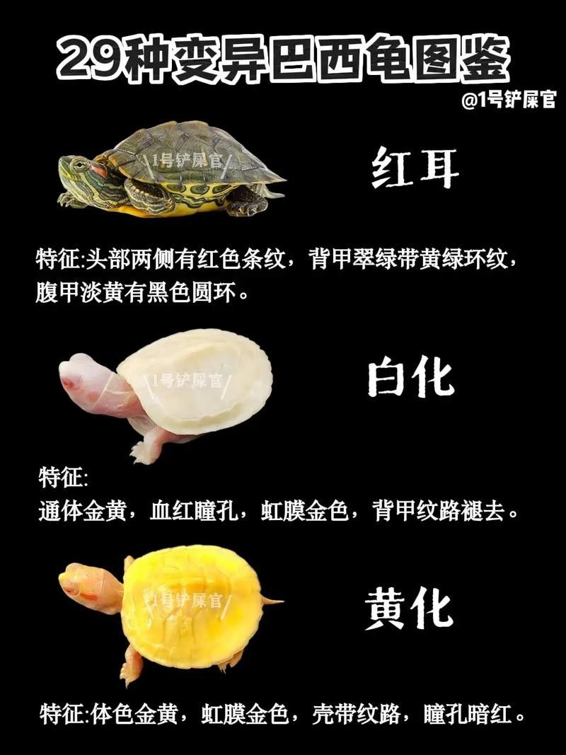 好看的雷龍魚圖片
