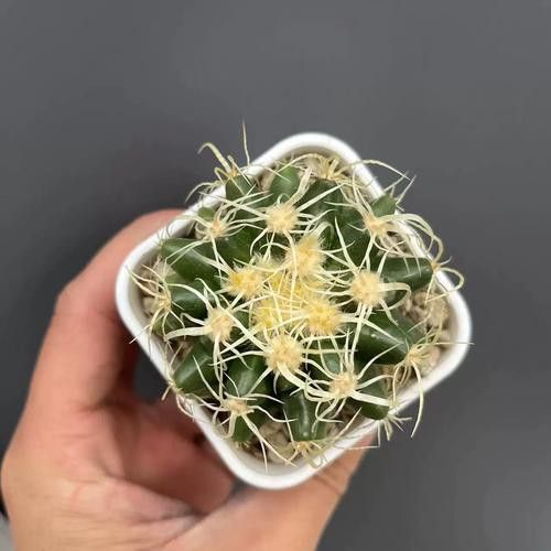 好看的雷龍魚圖片