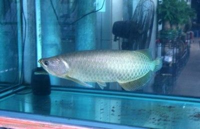 我想看銀龍魚的照片怎么弄的：如何查看銀龍魚的照片 我想看銀龍魚的照片怎么弄的：如何查看銀龍魚的照片 龍魚百科 第3張