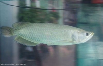 我想看銀龍魚的照片怎么弄的:如何查看銀龍魚的照片 龍魚百科 第1張 我想看銀龍魚的照片怎么弄的:如何查看銀龍魚的照片 我想看銀龍魚的照片怎么弄的:如何查看銀龍魚的照片 龍魚百科 第1張