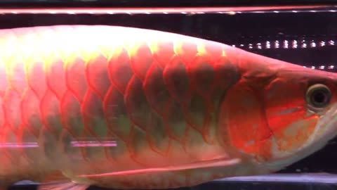 龍魚做完手術(shù)多久喂食最好：龍魚在做完手術(shù)后的喂食時(shí)間需要根據(jù)手術(shù)的類型、龍魚的恢復(fù)情況以及外部環(huán)境因素來(lái)綜合考慮