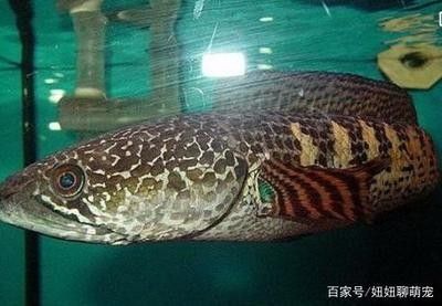 龍魚輕微水霉怎么處理最好：龍魚輕微水霉怎么處理