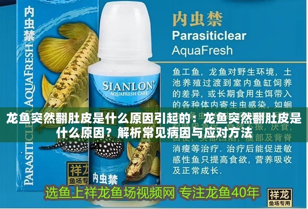 龍魚突然翻肚皮是什么原因引起的：龍魚突然翻肚皮是什么原因？解析常見病因與應對方法