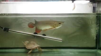 金龍魚和豬鼻龜的寓意：金龍魚和豬鼻龜有什么關系 金龍魚和豬鼻龜的寓意：金龍魚和豬鼻龜有什么關系 龍魚百科 第2張