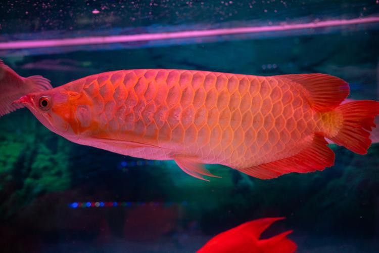 血紅龍魚大概多少錢一只圖片 血紅龍魚大概多少錢一只圖片 龍魚百科 第15張