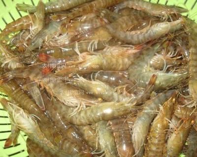龍魚喂河蝦還是基圍蝦（喂食龍魚河蝦是基圍蝦還是基圍蝦營養價值對比）