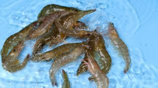 龍魚喂河蝦還是基圍蝦（喂食龍魚河蝦是基圍蝦還是基圍蝦營養價值對比）