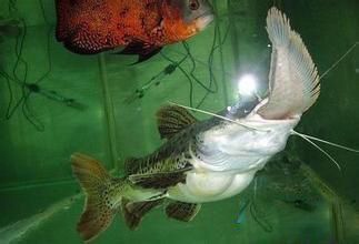 龍魚不開燈長得快：龍魚在夜間一般是不需要開燈的，長時間開燈會影響龍魚成長 龍魚不開燈長得快：龍魚在夜間一般是不需要開燈的，長時間開燈會影響龍魚成長 龍魚百科 第1張