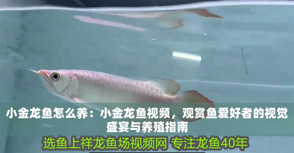 小金龍魚怎么養(yǎng)：小金龍魚視頻，觀賞魚愛好者的視覺盛宴與養(yǎng)殖指南