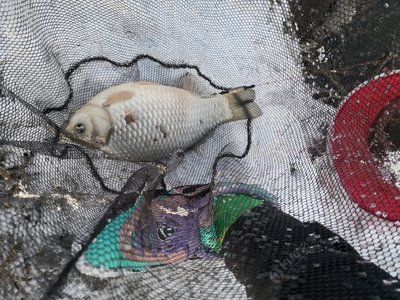 小金龍魚怎么養(yǎng)：小金龍魚視頻，觀賞魚愛好者的視覺盛宴與養(yǎng)殖指南