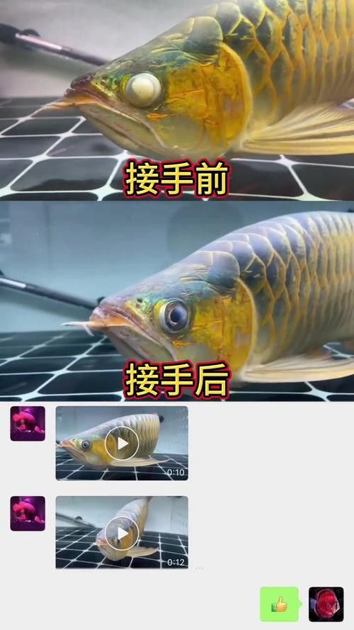 金龍魚(yú)眼睛有塊白膜