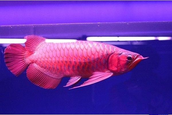 龍魚和巴西亞帝王三間一起混養：巴西亞魚與帝王三間混養龍魚的技巧與注意事項