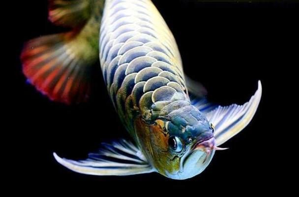 龍魚和烏魚的區別：如何區分野生龍魚和養殖龍魚
