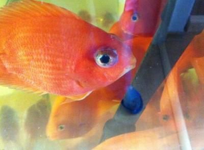 紅金龍魚眼睛有白霧是什么原因造成的：紅金龍魚眼睛出現白霧是什么原因造成的