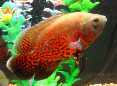 紅金龍魚眼睛有白霧是什么原因造成的：紅金龍魚眼睛出現白霧是什么原因造成的