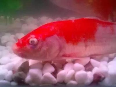 紅金龍魚眼睛有白霧是什么原因造成的：紅金龍魚眼睛出現白霧是什么原因造成的