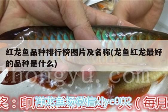 紅龍魚種類排名大全，紅龍魚品種排名大全，紅龍魚種類大全，紅龍魚排名大全
