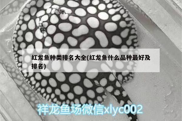 紅龍魚種類排名大全，紅龍魚品種排名大全，紅龍魚種類大全，紅龍魚排名大全