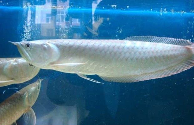 養兩條銀龍魚的好處（養兩條銀龍魚可以改善家人的運勢嗎？） 養兩條銀龍魚的好處（養兩條銀龍魚可以改善家人的運勢嗎？） 龍魚百科 第5張
