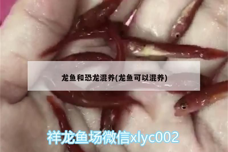 金龍魚能和別的魚混養嗎：金龍魚能不能和別的魚一起養