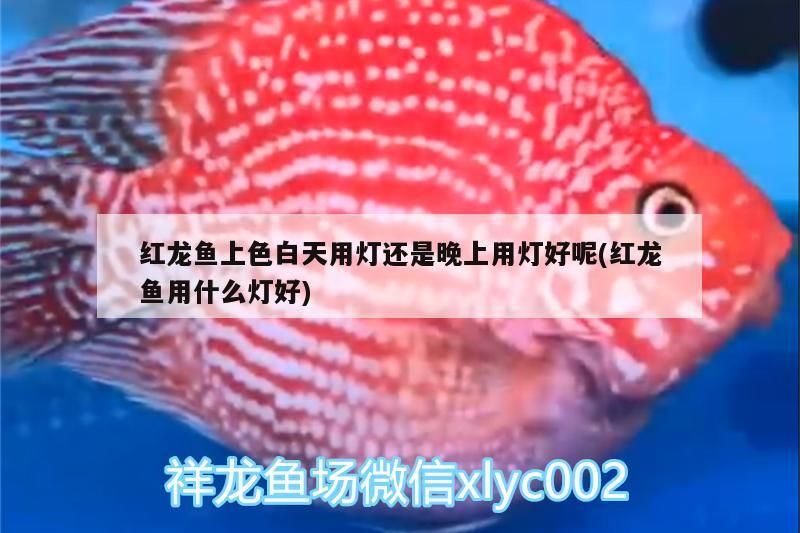 金龍魚能和別的魚混養嗎：金龍魚能不能和別的魚一起養