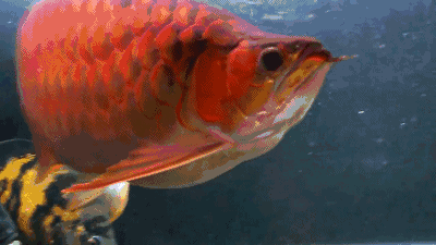 哪里可以找到高清的紅龍魚動態壁紙？