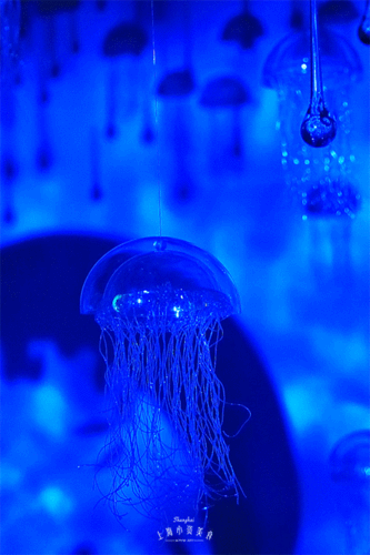 哪里可以找到高清的紅龍魚動(dòng)態(tài)壁紙？