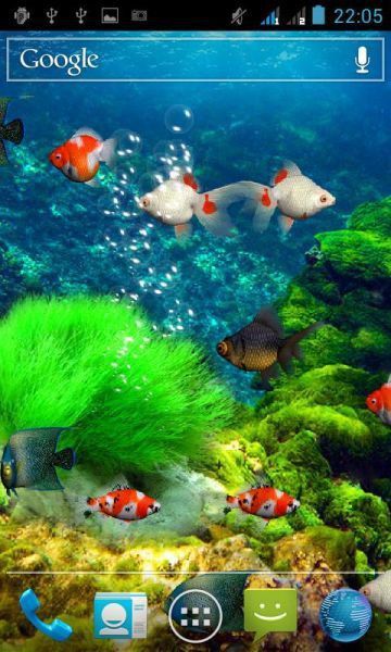 哪里可以找到高清的紅龍魚動(dòng)態(tài)壁紙？