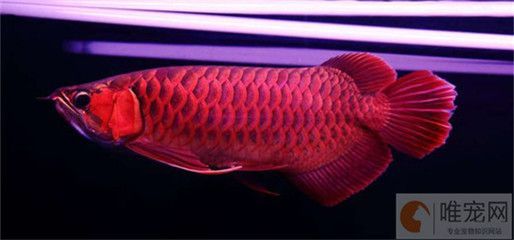 紅龍魚鰭發黑怎么辦(紅龍魚鰭發黑是什么原因導致紅龍魚鰭發黑是什么原因) 龍魚百科 第5張 紅龍魚鰭發黑怎么辦(紅龍魚鰭發黑是什么原因導致紅龍魚鰭發黑是什么原因) 紅龍魚鰭發黑怎么辦(紅龍魚鰭發黑是什么原因導致紅龍魚鰭發黑是什么原因) 龍魚百科 第5張
