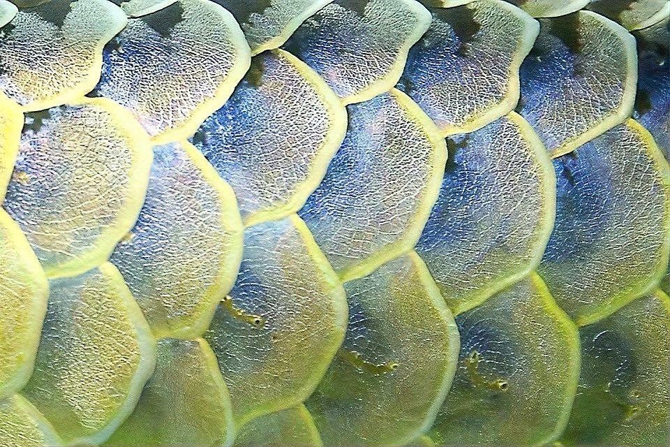 哪些藥物對龍魚黑鱗病最有效？