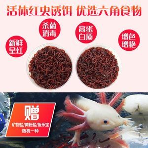 六角恐龍魚咬人疼不疼：六角恐龍魚吃什么