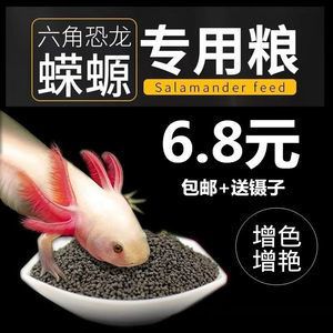 六角恐龍魚咬人疼不疼：六角恐龍魚吃什么