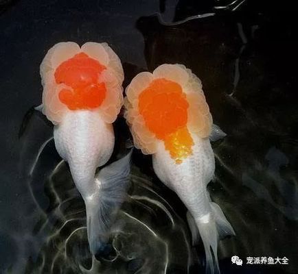 金龍魚的品種圖解大全：金龍魚品種圖解 金龍魚的品種圖解大全：金龍魚品種圖解 龍魚百科 第4張