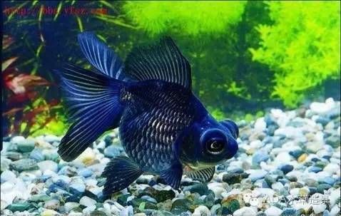 金龍魚的品種圖解大全：金龍魚品種圖解 金龍魚的品種圖解大全：金龍魚品種圖解 龍魚百科 第5張