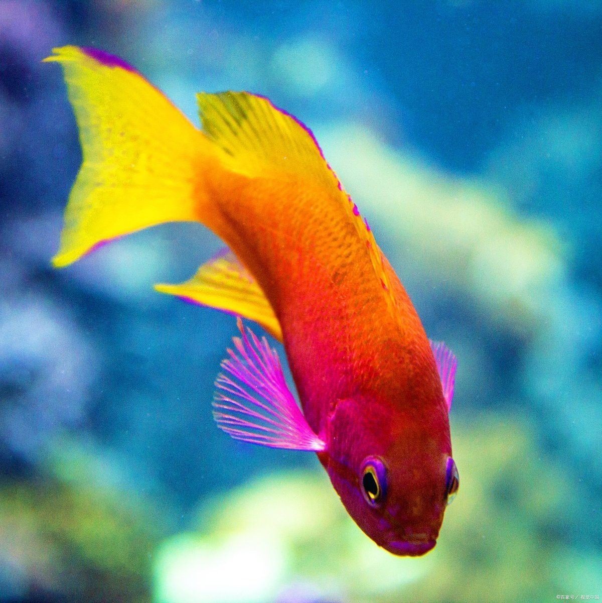 補新魚時需要注意哪些事項？