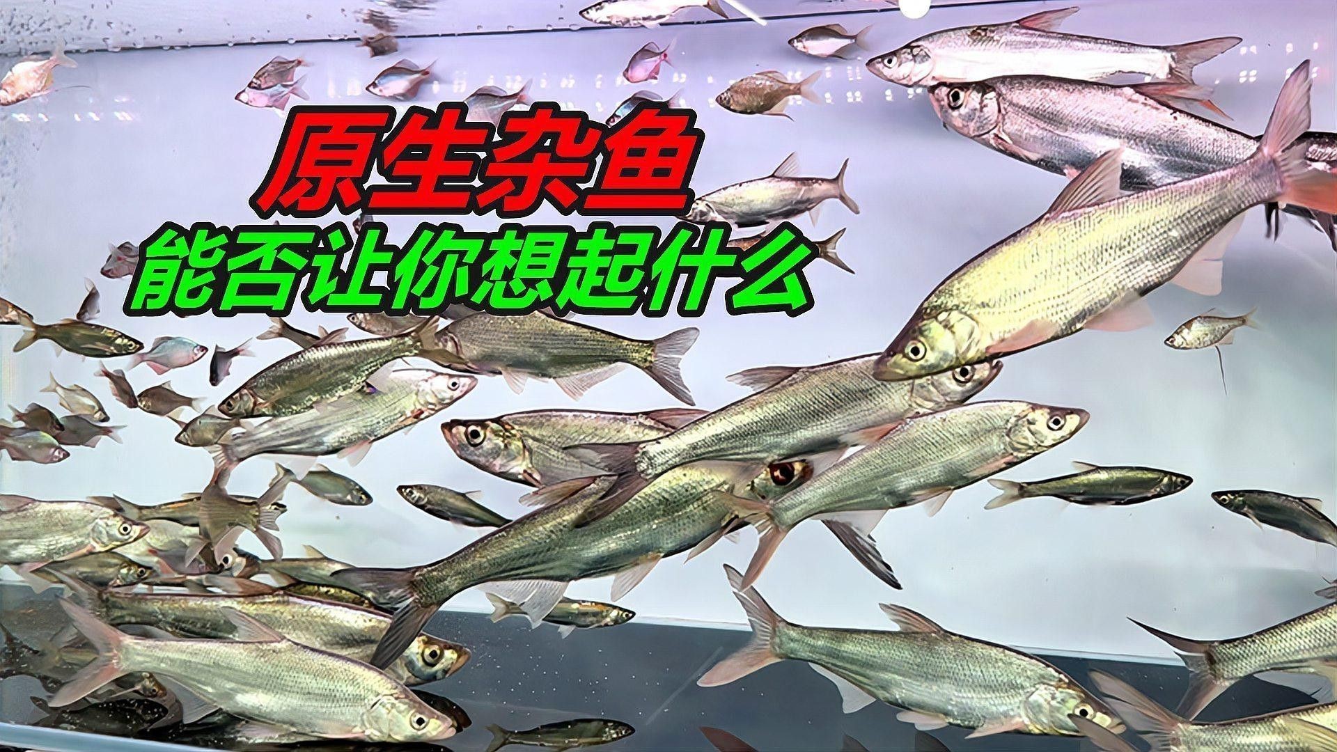 補新魚時需要注意哪些事項？