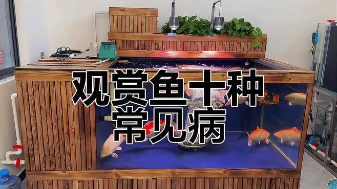 補新魚時需要注意哪些事項？
