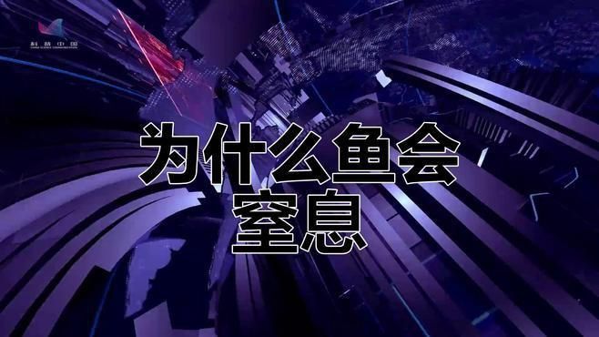 哪些因素會影響魚類的呼吸 哪些因素會影響魚類的呼吸 龍魚百科 第1張