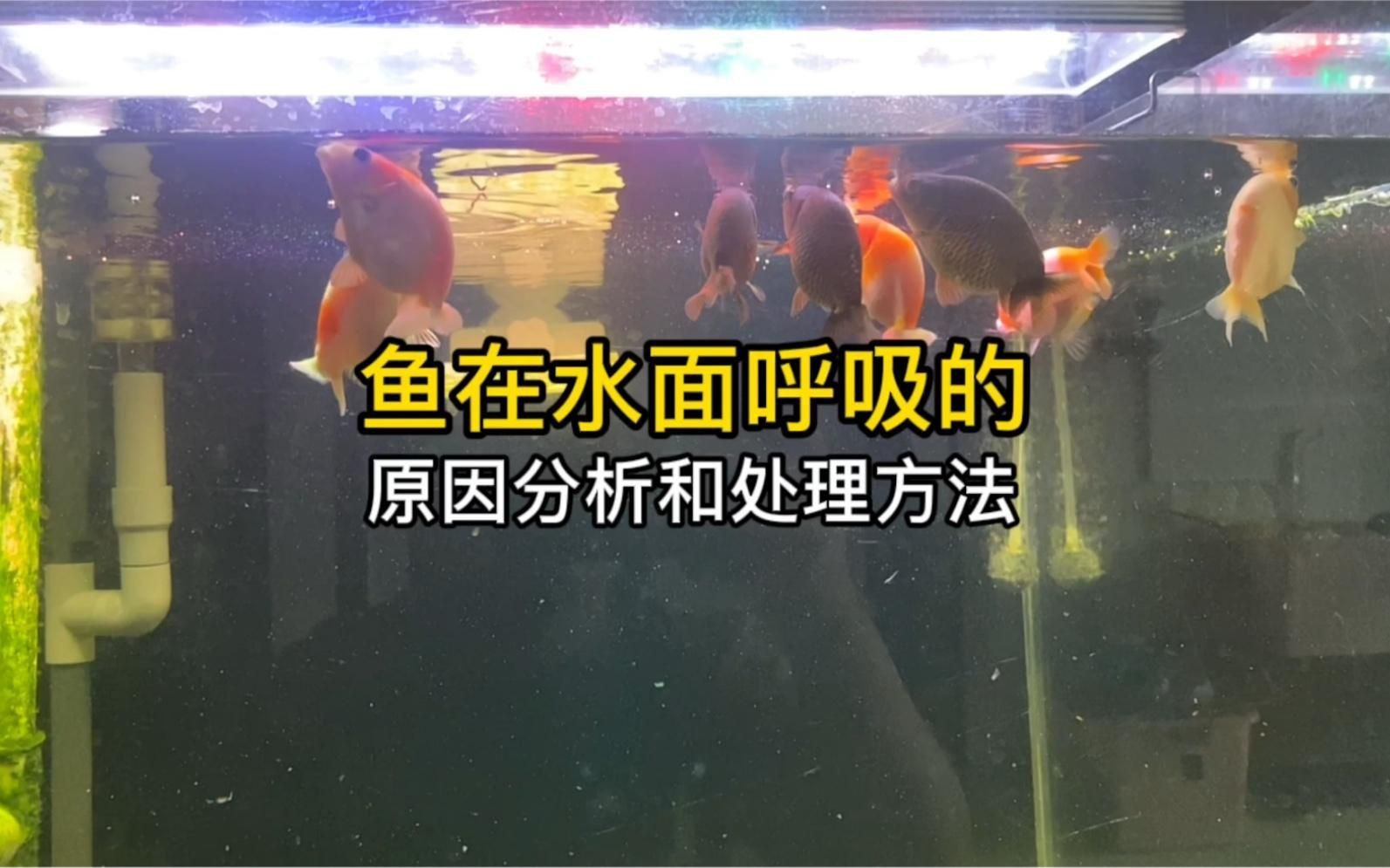 哪些因素會影響魚類的呼吸 哪些因素會影響魚類的呼吸 龍魚百科 第3張